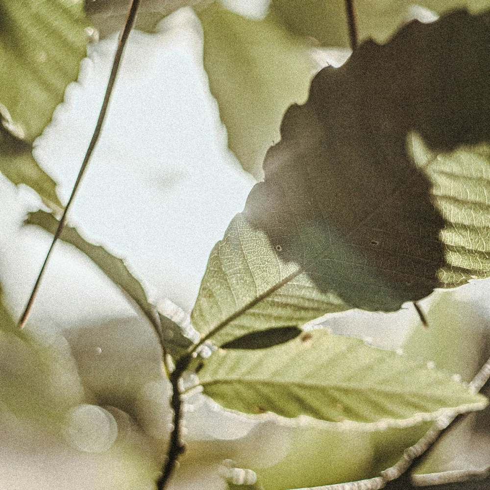 Soft sage-green leaves backlit by gentle sunlight